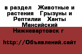  в раздел : Животные и растения » Грызуны и Рептилии . Ханты-Мансийский,Нижневартовск г.